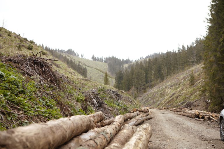 Foto: Tăiere la ras a unei păduri din zonă Natura 2000, România, mai, 2023, de Crina Boroș