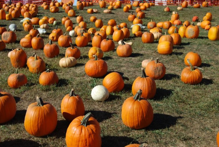 Foto reprezentativă: Dovleci, 29 septembrie 2007, ©atatz