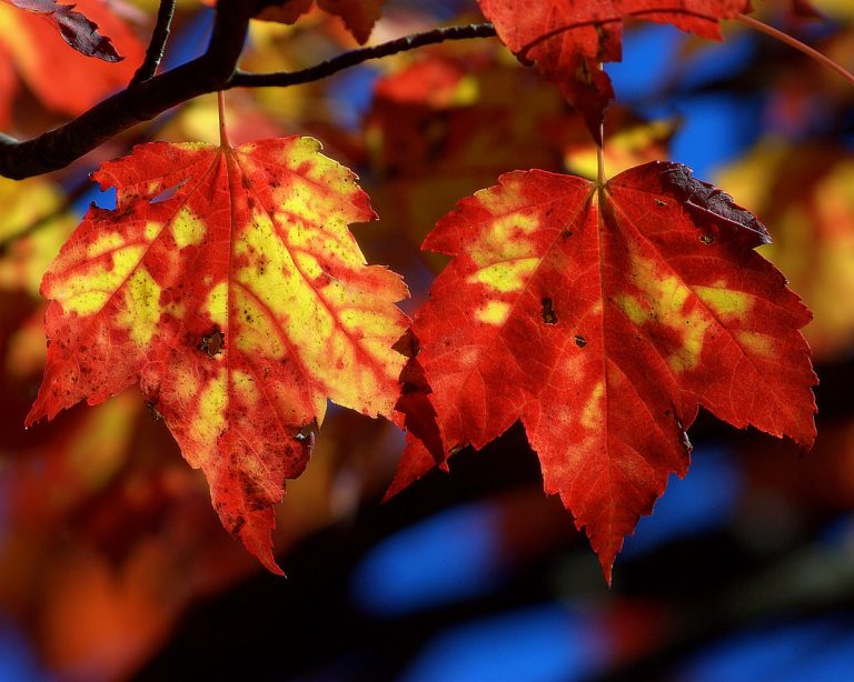 Foto reprezentativă: Culori de toamnă, 20 octombrie 2007, ©Jim McKinley