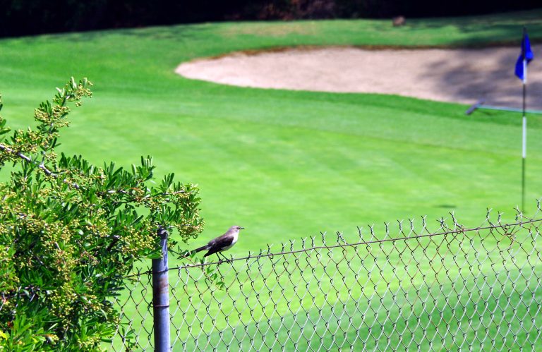 Foto reprezentativă: Gaiță, 18 mai 2016, ©Ranong Payakapan