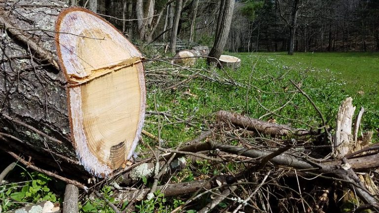 Rezervația naturală de stat Boch Hollow, Ohio, S.U.A., 25 aprilie 2018. Sursa: Dan Keck