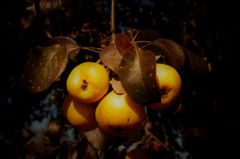 Foto reprezentativă: Fructe de toamnă, 22 octombrie 2018, ©Leandra Matoska