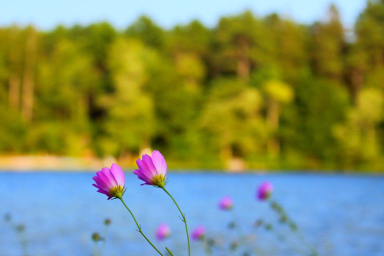 Foto reprezentativă: Floare roz, 7 august 2018, ©jackdogjackasdf