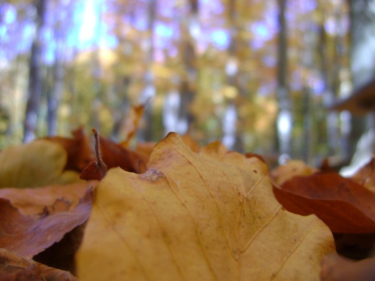 Foto reprezentativă: Frunze, 23 octombrie 2010, ©Iulia xD