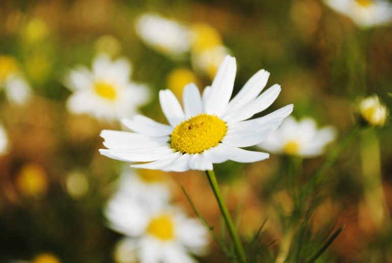 Foto reprezentativă: Floare de mușețel, 5 octombrie 2011, ©lubieolivki