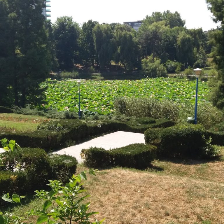 „Nu le lăsați arborilor nicio șansă să se salveze!”