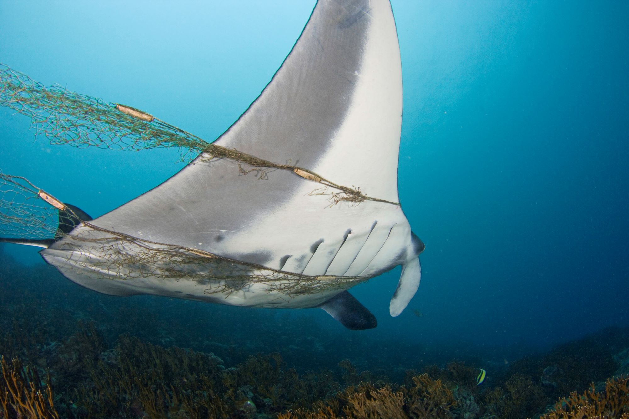 Foto: Pisica de mare prinsa de pescari. Sursa: WWF