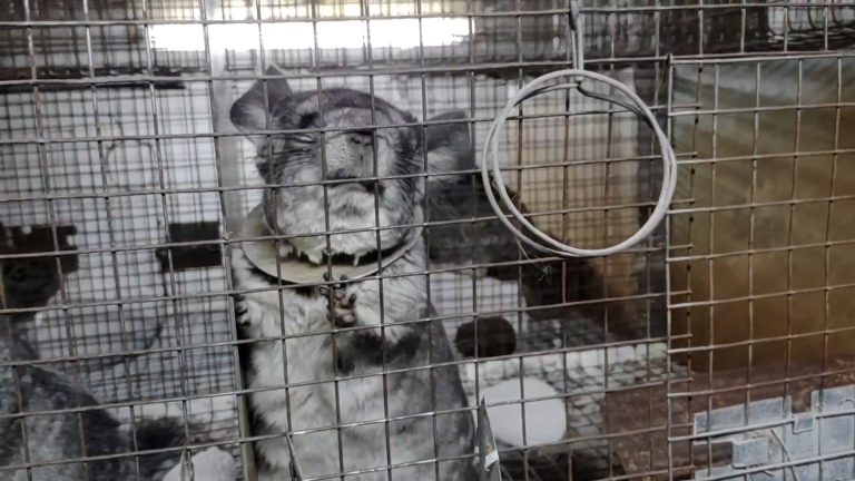 Foto: Investigaţia de la ferma românească de Chinchilla, 12 septembrie 2022 Sursa: HSI
