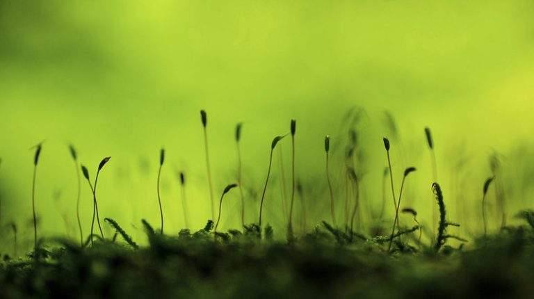 Foto reprezentativă: Moos, 20 septembrie 2014, ©Milica Djordjevic