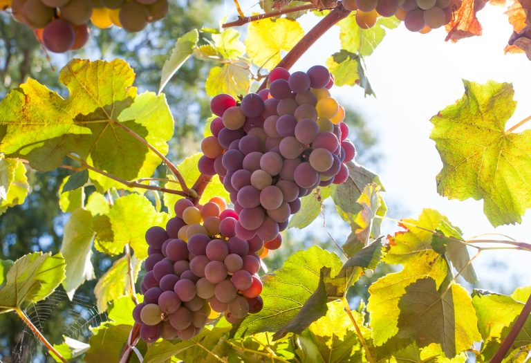 Foto reprezentativă: Struguri roșii violet, 20 noiembrie 2015, ©Paranamir - Artur Pilipchuck