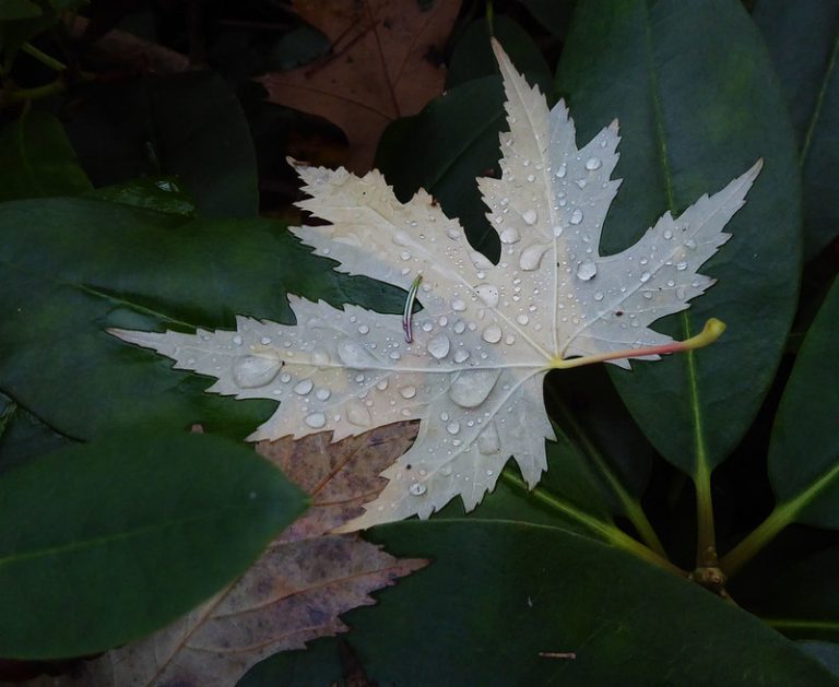 Foto reprezentativă: Sezoane, 26 noiembrie 2016, ©Andrea Durley Beachbum