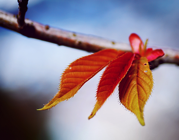 Foto reprezentativă: Colorat, 25 aprilie 2009, ©appelk