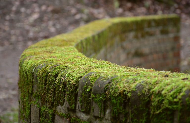 Foto reprezentativă: Revendicat de natură, 26 noimebrie 2017, ©Stefan B