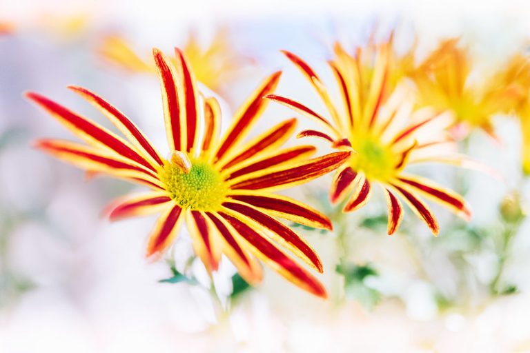 Foto reprezentativă: Crizantemă galbenă, 10 noiembrie 2020, ©Toshihiro Gamo