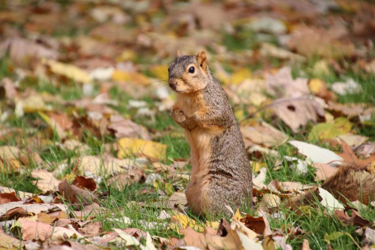Foto reprezentativă: Veveriță vulpe, 11 noiembrie 2021, ©Corey Seeman
