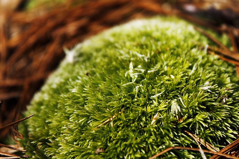 Foto reprezentativă: Petice, 10 aprilie 2011, ©Dana Martin