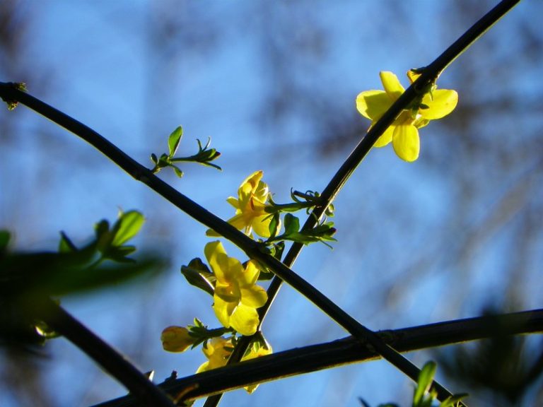 Foto reprezentativă: Florile din Quinta FLOWER, 30 august 2011, ©Eliana Lúcio