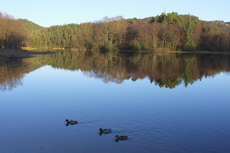 Foto reprezentativă: Rațe pe lac, 5 noiembrie 2012, ©Trygve Berget