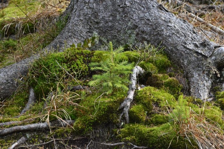 Sursa: WWF