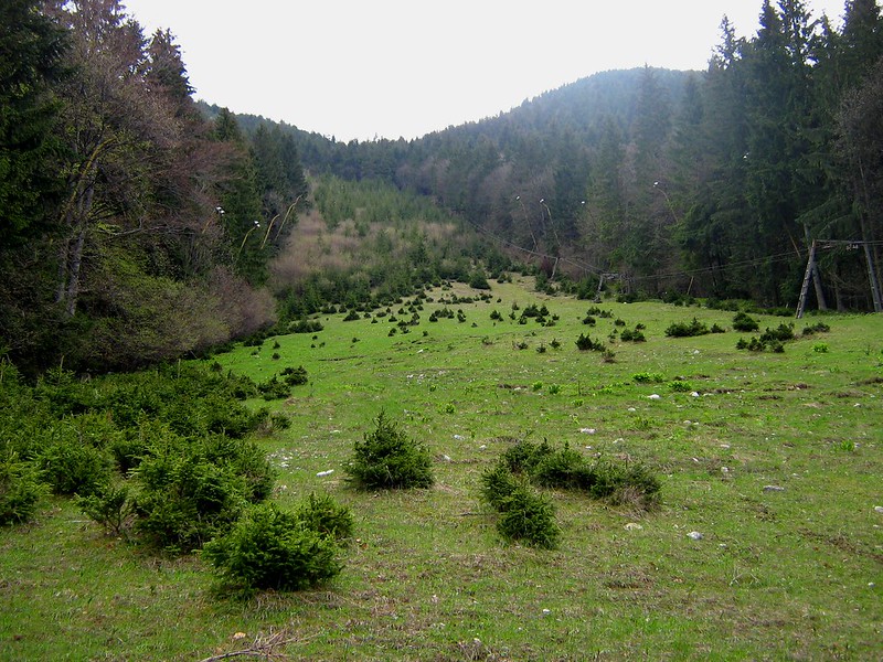 Foto: Partie de schi abandonata pe care natura se redreseaza cu o padure de conifere, 27 aprilie 2008. Brasov, Romania, Sursa: Gabriel | Flickr