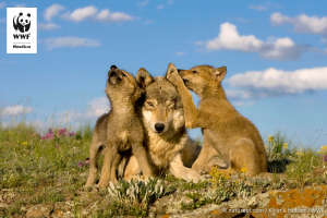 Foto: Lupoaică cu pui. Sursa: WWF