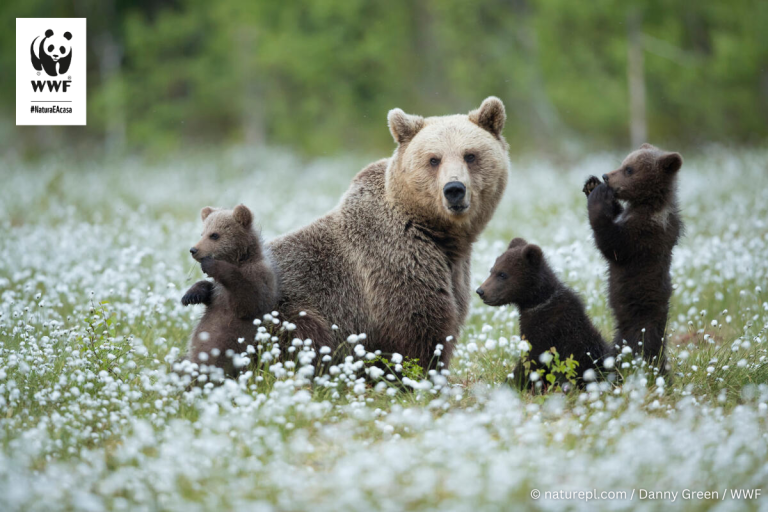 WWF trage un semnal de alarmă: Fauna sălbatică din România dispare!