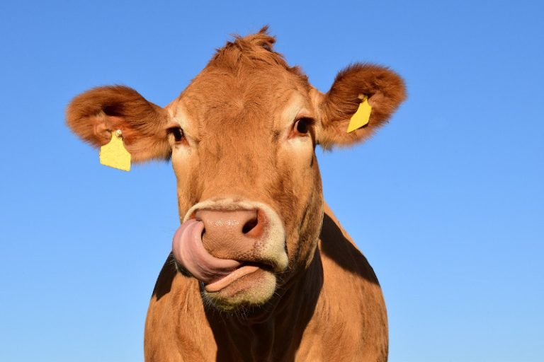 Danemarca devine prima țară din lume care va taxa emisiile din agricultură, inclusiv flatulența vacilor