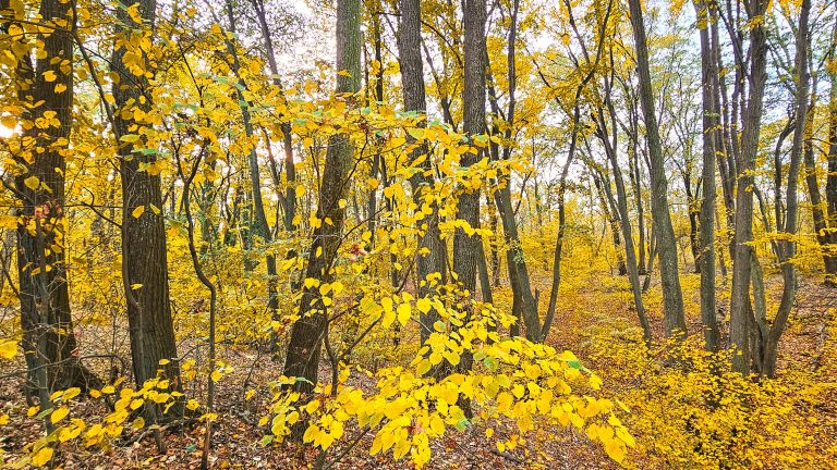 Foto: Pădurea Căldăraru, parte din viitoarea centură verde București-Ilfov, ©Alex Găvan