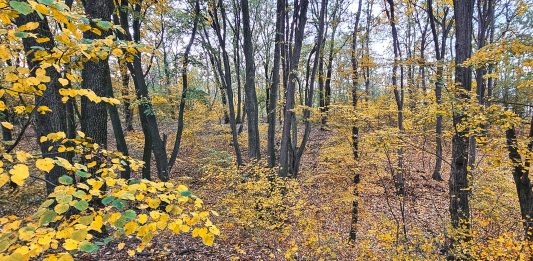 Foto: Pădure din viitoarea Centură Verde București-Ilfov. 2 noembrie 2024. Sursa: centuraverde.ro