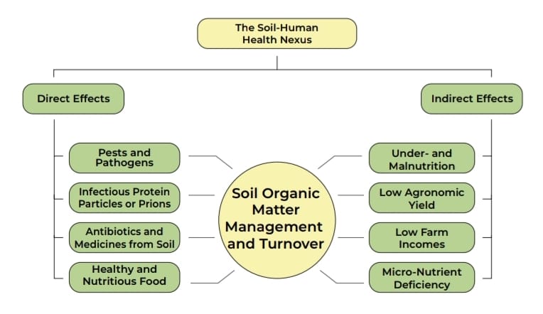 Infografic efecte directe și indirecte ale sănătății solului asupra sănătății umane/©SaveSoil