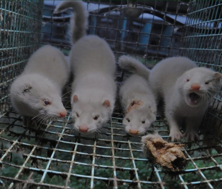 Foto reprezentativă: Animale în cușcă, ©Humane Society International