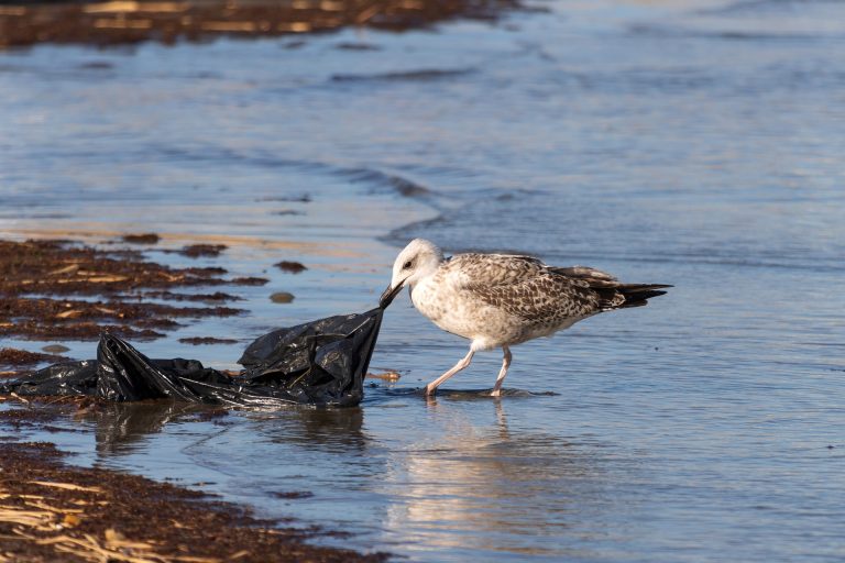 Foto: Poluarea cu plastic afectează toate ecosistemele planetei