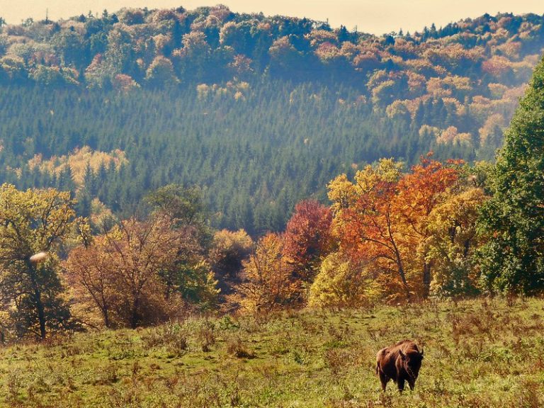 Zimbru în pădure, România, 11 octombrie 2013. Sursa: Tmuna Tmuna | Flickr