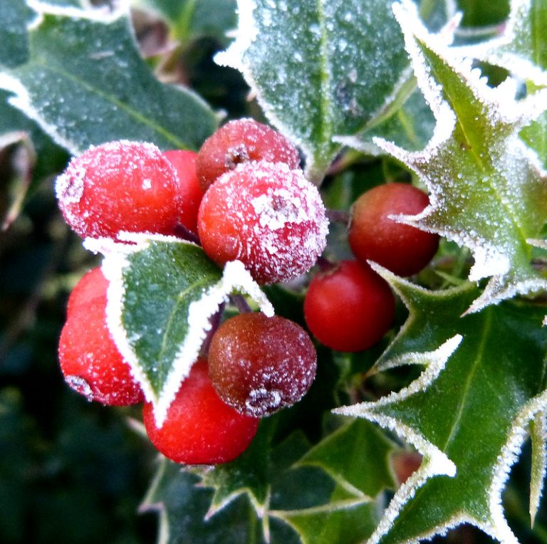 Foto: de gailhampshire | Flickr, 23 noiembrie 2013