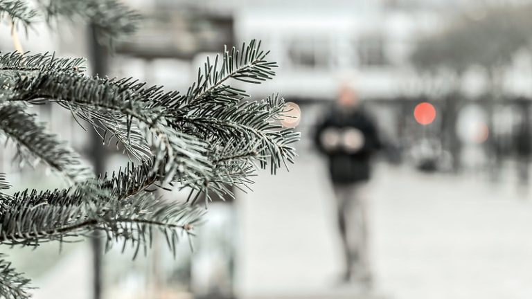 Foto reprezentativă: Pin bătrân, 10 decembrie 2016, ©PokemonaDeChroma