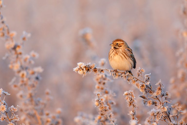 Foto reprezentativă: Răsărit, 7 ianuarie 2019, ©BIRIBì BARABà