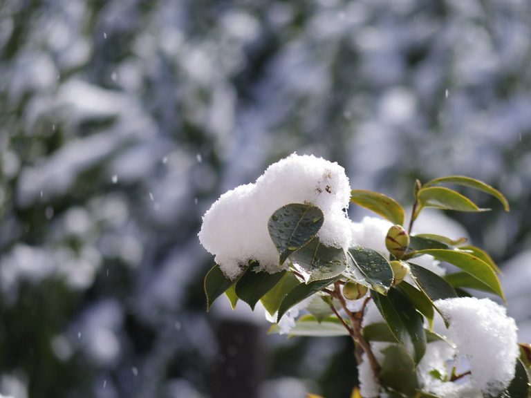 Foto reprezentativă: Zăpadă, 15 ianuarie 2017, ©Toshiyuki IMAI