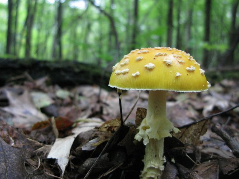 Foto: Un Agaric Zburător galben (Amanita Muscaria), ciupercă necomestibilă,12 septembrie 2009 Sursa: Shira Golding Evergreen | Flickr