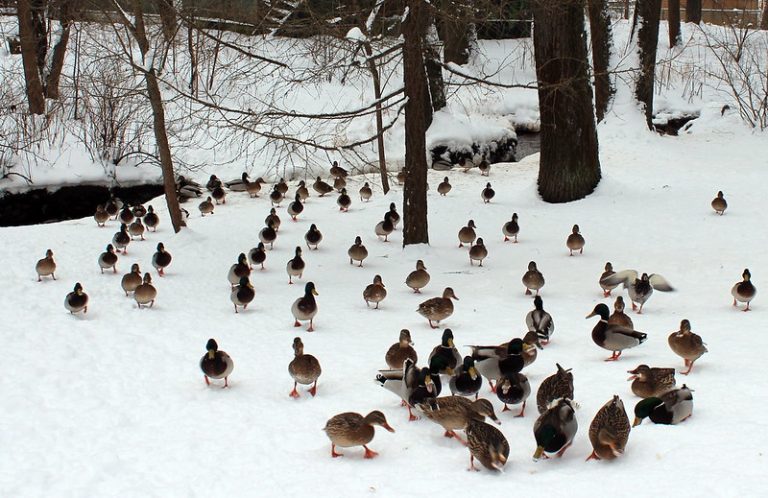 Foto reprezentativă: Servind prânsul, 11 februarie 2018, ©Galina Shebanova