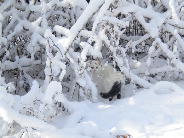 Foto reprezentativă: Aproape ascunsă, 6 februarie 2010, ©Cathie