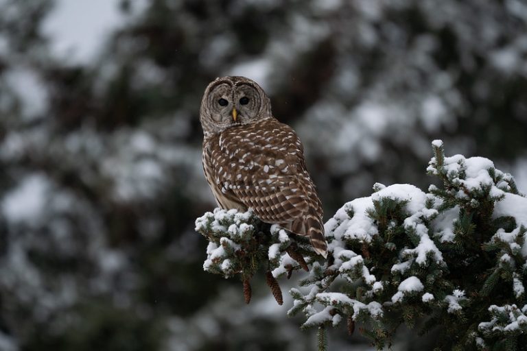Foto reprezentativă: Ținutul Minunilor de iarnă, 4 ianuarie 2021, ©Jake Gurnsey