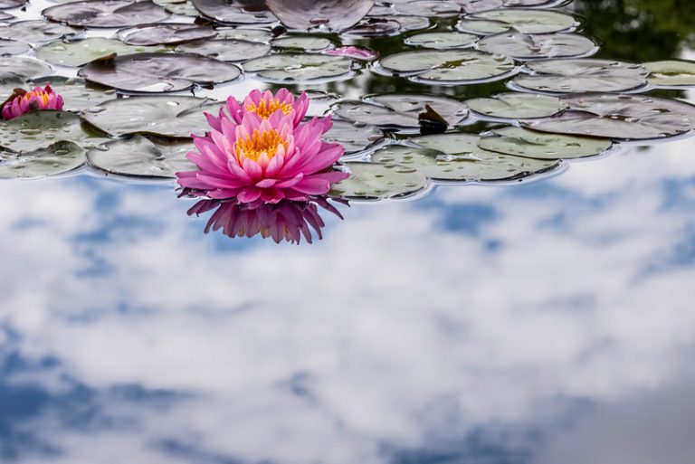 Foto reprezentativă: Nuferi cu nori, 26 iunie 2021, ©Michael Levine-Clark