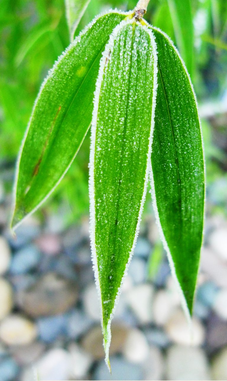 Foto reprezentativă: Brrr!, 31 decembrie 2010, ©Sarah Stout