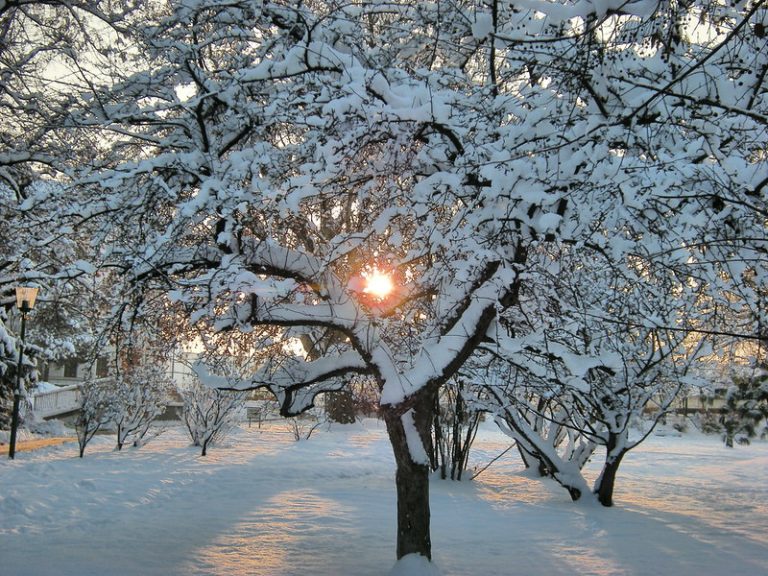 Foto reprezentativă: Impresii de iarnă, 4 decembrie 2010, ©Rosa Dik 009