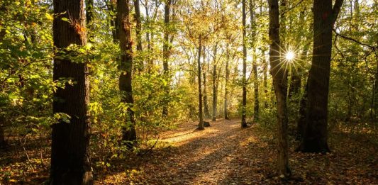 Foto reprezentativă: Pădurea Băneasa toamna, Asociația Parcul Natural Văcărești/Andreea Cîrlig