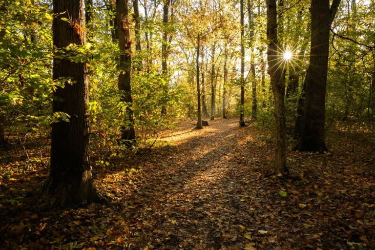 Foto reprezentativă: Pădurea Băneasa toamna, Asociația Parcul Natural Văcărești/Andreea Cîrlig