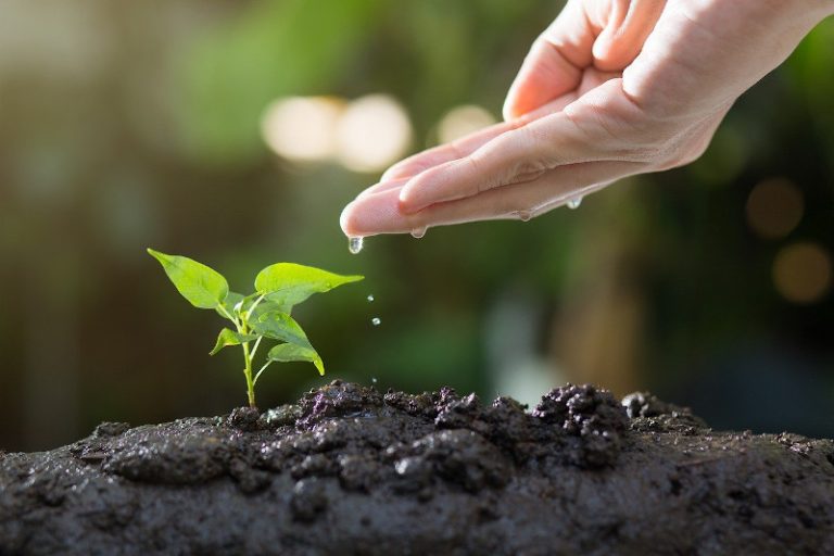 Greenwashing: Cuvintele interzise ale sustenabilității și noile reguli pentru ambalaje 