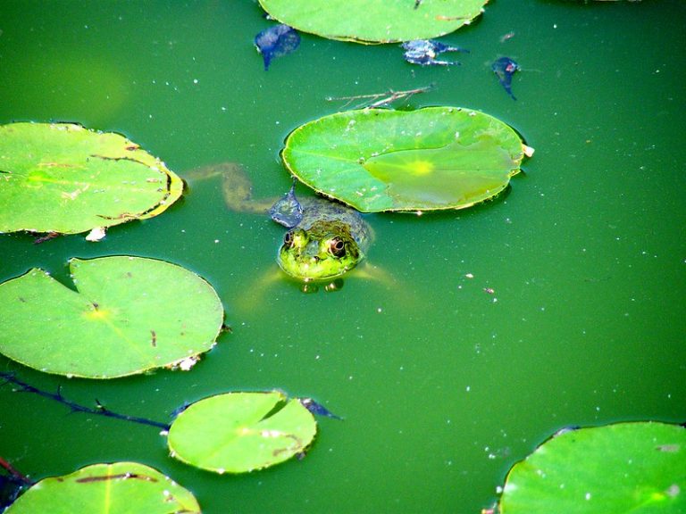 Foto reprezentativă: Critter verde, 22 aprilie 2016, ©Stanley Zimny