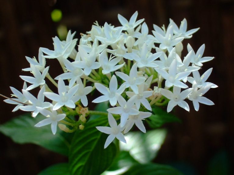 Foto reprezentativă: Floare albă, 2 noiembrie 2008, ©Edcel Buayaban