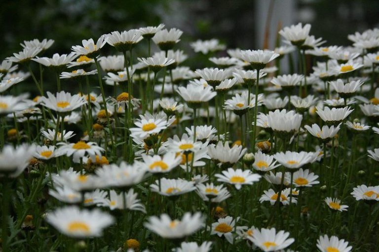 Foto reprezentativă: Floare, 20 aprilie 2009, ©Rikun32